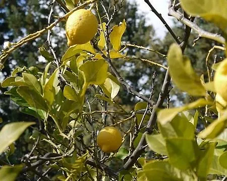 Casa Tranquillo Σπίτι διακοπών Montalbano Ionico